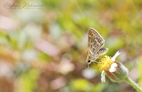 Common Grass Dart