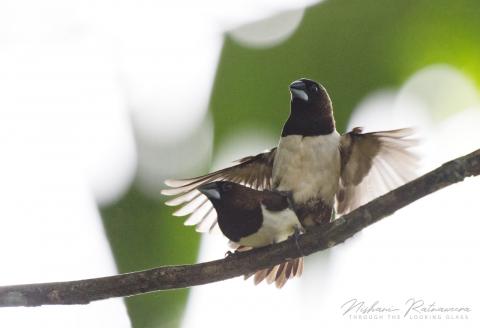 White-rumped Munia