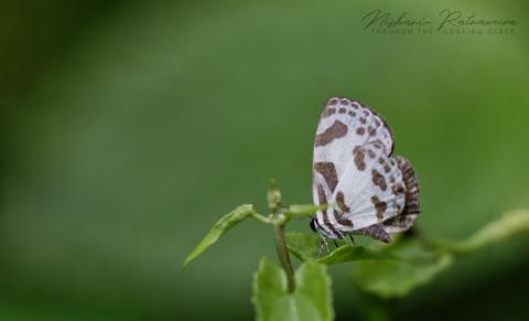 Banded Blue Pierrot