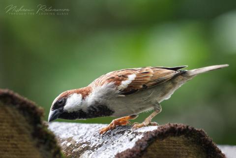 House Sparrow