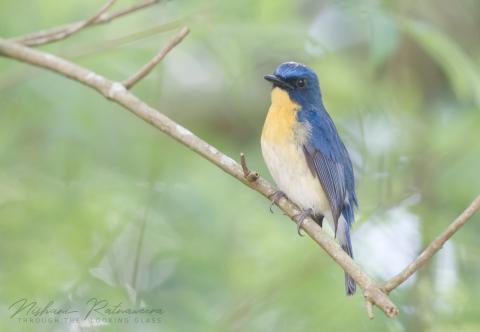 Tickell's Blue Flycatcher