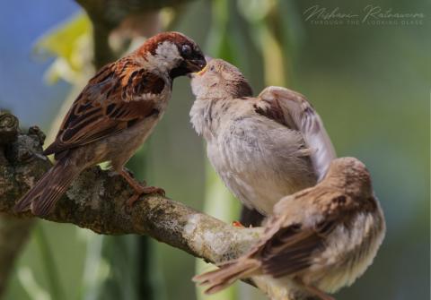 House Sparrows