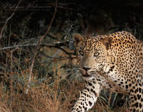 Leopard “Nelumwila big male” at Wilpattu National Park, Sri Lanka