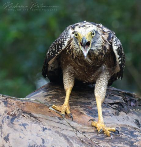 Crested Serpent Eagle (Spilornis cheela) at Wilpattu National Park, Sri Lanka