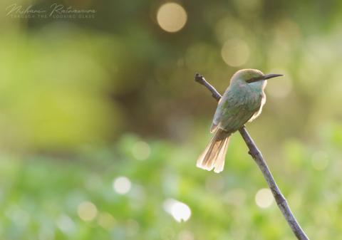 Little Green Bee-eater (Merops orientalis) in Trincomalee