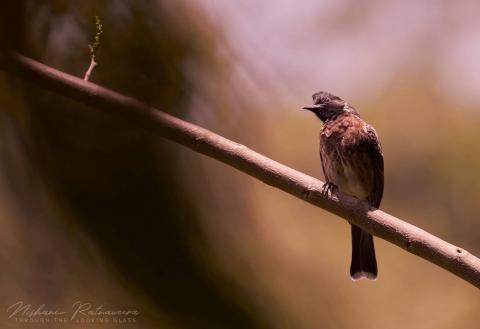 Red-vented Bulbul (Pycnonotus cafer) in Kandy, Sri Lanka