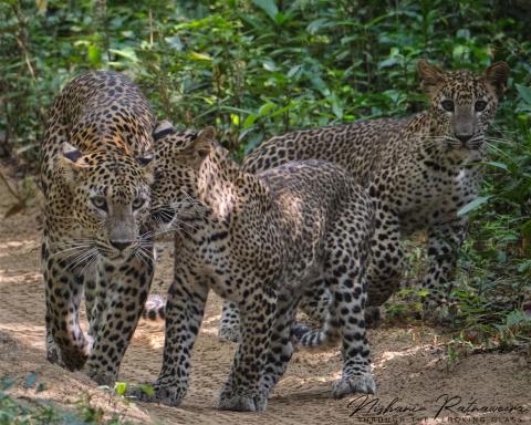 Leopardess “Cleopatra” with her cubs at Wilpattu National Park, Sri Lanka