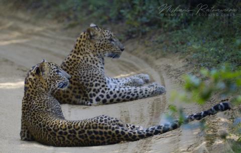 Leopardess “Cleopatra” with her cub at Wilpattu National Park, Sri Lanka