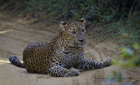 Leopardess Cleopatra at Wilpattu National Park, Sri Lanka