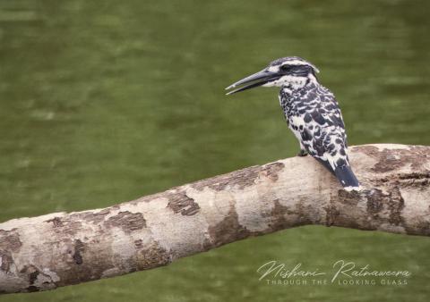 Pied Kingfisher(Ceryle rudis) in Nawagiriyawa, Sri Lanka