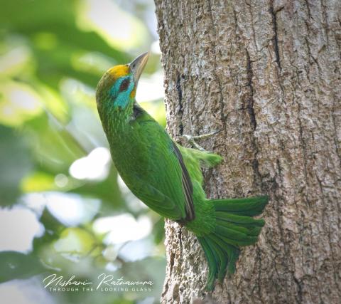 Sri Lanka Yellow-fronted Barbet (Megalaima flavifrons) in Kandy, Sri Lanka