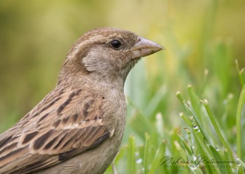 House Sparrow (Passer domesticus) in Nuwara Eliya, Sri Lanka