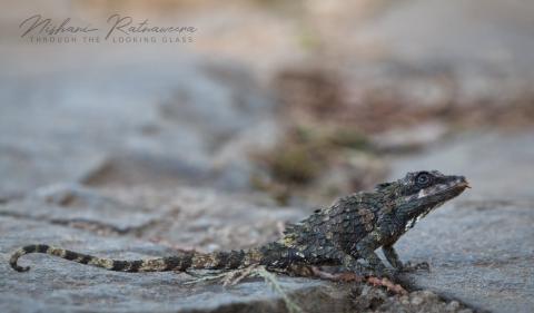 Rhino-horned Lizard (Ceratophora stoddartii) at Horton Plains National Park