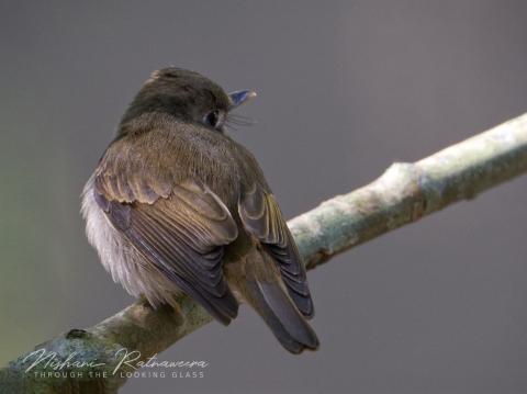 Brown-breasted Flycatcher (Muscicapa muttui) at Udawattakele forest reserve, Sri Lanka