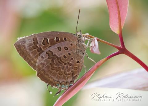 Large Oakblue (Arhopala amantes amantes) in Thalawathugoda, Sri Lanka.