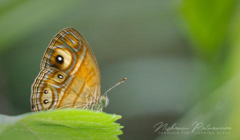 Glad-eye Bushbrown (Mycalesis patnia)in Atanwala, Sri Lanka