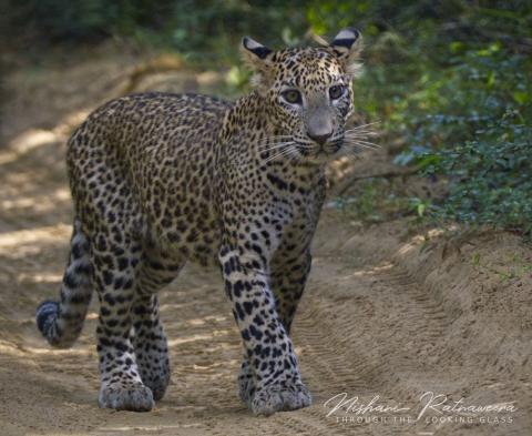 A cub of leopardess “Cleopatra” at Wilpattu National Park, Sri Lanka