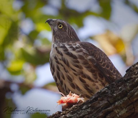Shikra / Accipiter badius, in Kandy, Sri Lanka