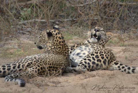 Leopardesses borupanwila sisters