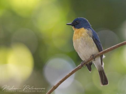 Tickell's Blue Flycatcher