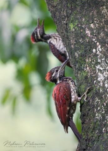 Lesser Sri Lanka flamebacks