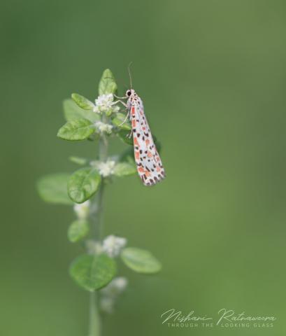 Heliotrope Moth