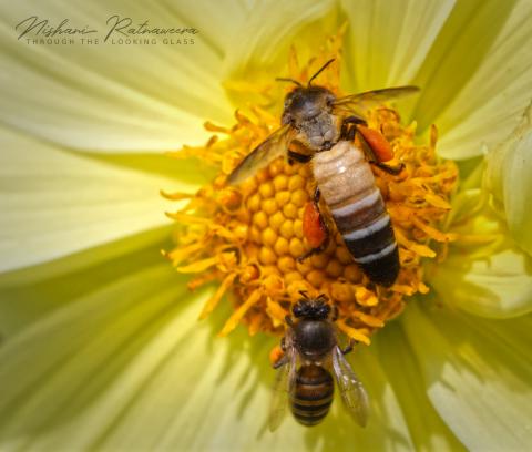 Bees Collecting Nectar