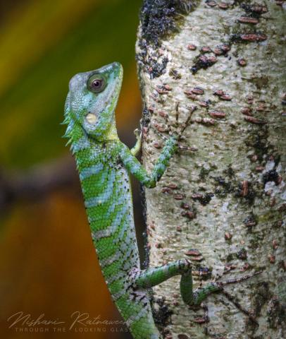 Pethiyagoda's Crestless Lizard