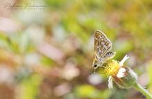 Common Grass Dart