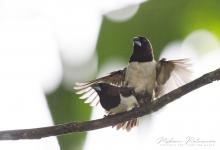 White-rumped Munia