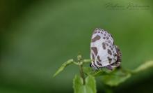 Banded Blue Pierrot