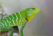 Common Green Forest Lizard