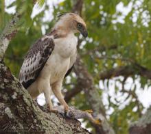Crested Hawk-eagle