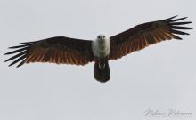 Brahminiy Kite