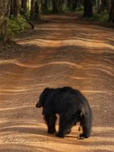 Sloth Bear