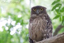 Brown Fish Owl (Ketupa zeylonensis) at Wilpattu National Park, Sri Lanka