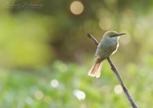 Little Green Bee-eater (Merops orientalis) in Trincomalee