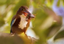 White-throated Kingfisher (Halcyon smyrnensis) at Kandy lake, Sri Lanka