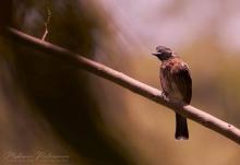 Red-vented Bulbul (Pycnonotus cafer) in Kandy, Sri Lanka