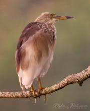 Indian pond heron (Ardeola grayii) at Kandy lake, Sri Lanka