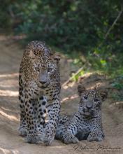 Leopardess “Cleopatra” with her cub at Wilpattu National Park, Sri Lanka