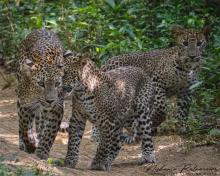 Leopardess “Cleopatra” with her cubs at Wilpattu National Park, Sri Lanka