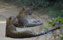 Leopardess “Cleopatra” with her cub at Wilpattu National Park, Sri Lanka