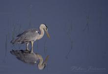A grey heron (Ardea cinerea) at Wilpattu National Park, Sri Lanka
