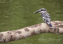 Pied Kingfisher(Ceryle rudis) in Nawagiriyawa, Sri Lanka
