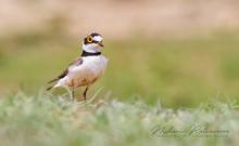 Little Ringed Plover (Charadrius dubius) in Nawagiriyawa, Sri Lanka