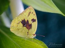 Lemon Emigrant (Catopsilia pomona) in Kandy, Sri Lanka