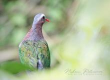 Common Emerald Dove (Chalcophaps indica) in Pundaluoya, Sri Lanka