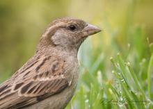 House Sparrow (Passer domesticus) in Nuwara Eliya, Sri Lanka
