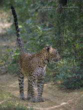 Leopardess Cleopatra at Wilpattu National Park, Sri Lanka.